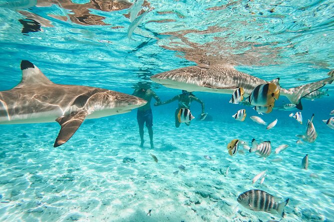Full Day Lagoon Group Tour in Bora Bora with Lunch - The motu lunch is a real part of the experience
