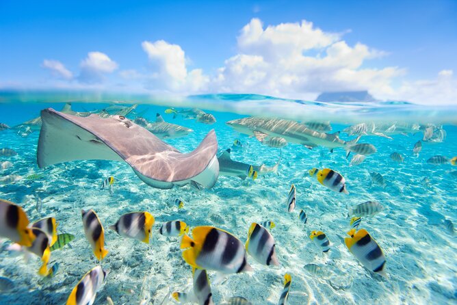 Stingrays and reef fish in shallow lagoon water