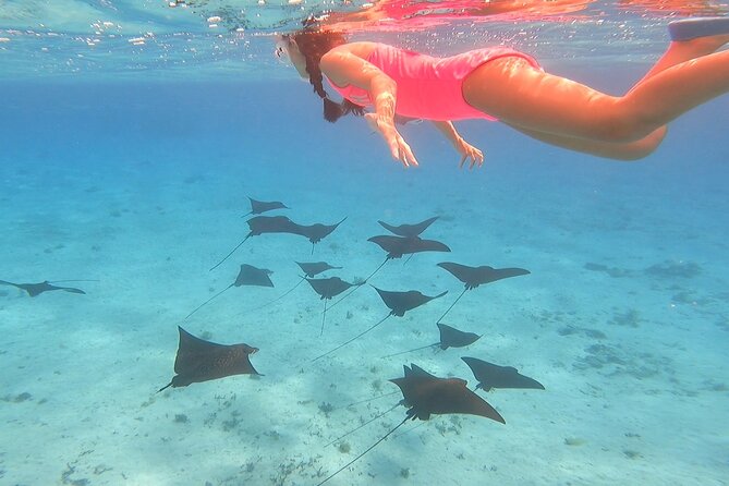 Full-day Lagoon Safari Tour with Lunch in Bora Bora - Shared tour - Key things to know before booking