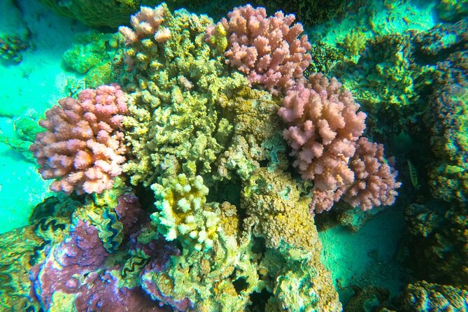 Full-day Lagoon Safari Tour with Lunch in Bora Bora - Shared tour - The manta ray sanctuary, about 40 minutes
