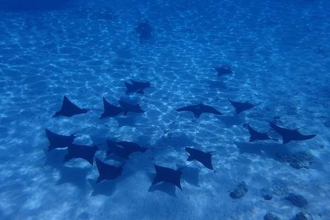 Full-Day Private Boat Tour of Bora Bora Lagoon with Snorkel - Seven hours on Bora Bora’s lagoon