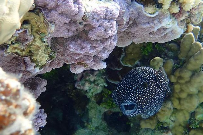 Full-Day Private Boat Tour of Bora Bora Lagoon with Snorkel - Six to eight stops, each with a different purpose