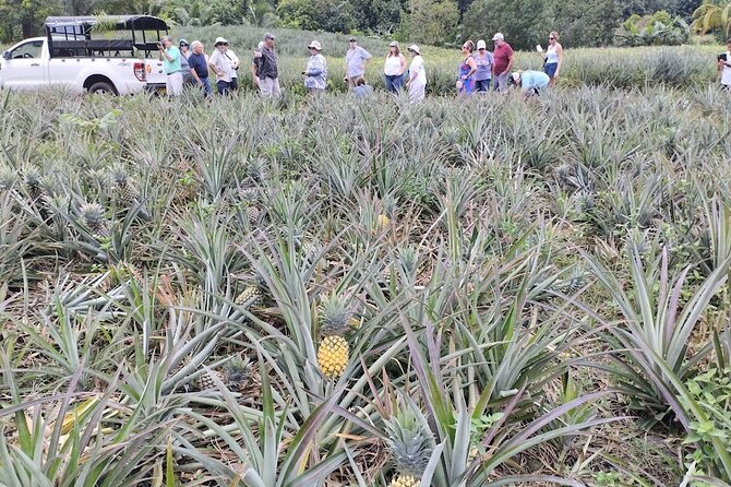 Guided Excursion in 4x4 in Moorea between Land and Sea - Lunch and island flavors at the Tropical Garden