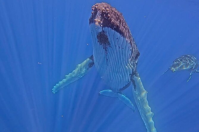Guided Small Group Whale Watching and Swim Tour Tahiti - Why the six-person limit matters on a whale trip