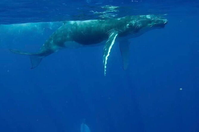 Guided Small Group Whale Watching and Swim Tour Tahiti - Meeting at Papeete Marina and getting settled