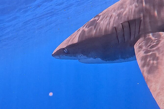 Guided Small Group Whale Watching and Swim Tour Tahiti - Lagoon stops when the whales do not cooperate