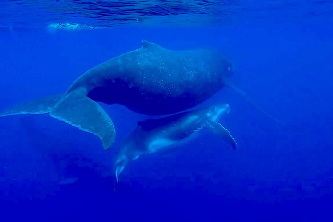 Guided Small Group Whale Watching and Swim Tour Tahiti - Food, music, and comfort on the boat