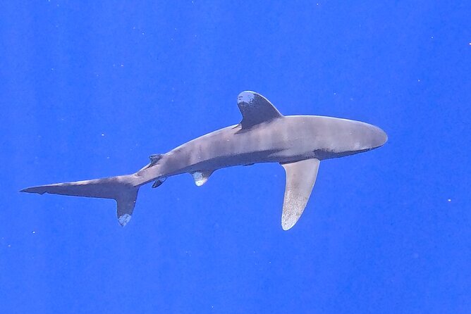 Guided Small Group Whale Watching and Swim Tour Tahiti - What the $238.07 price buys you
