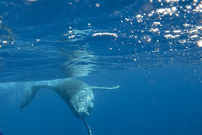 Guided Small Group Whale Watching and Swim Tour Tahiti - Who should book this Tahiti whale tour