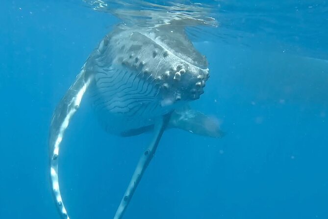 Guided Small Group Whale Watching and Swim Tour Tahiti - The rules around entering the water