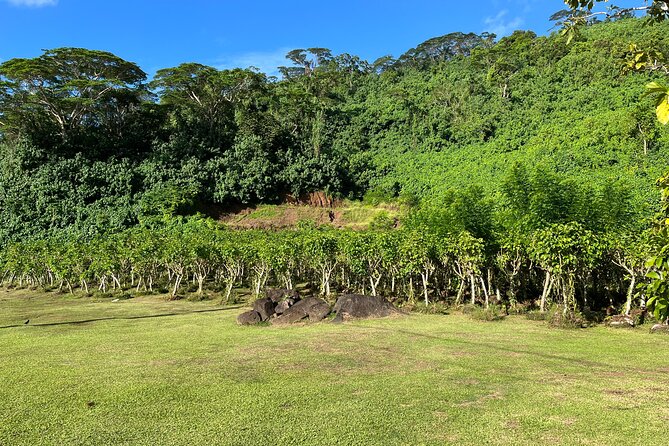 Guided tour of the island of Tahaa with Revanui Excursions - Vanilla first: seeing Tahaa’s famous crop
