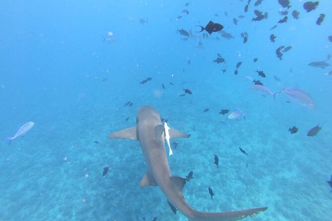 Half a day to discover Bora Bora with O-sea - The coral garden and its clear-water color