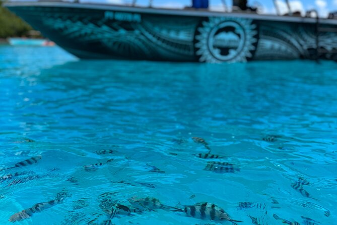 Half day Eco Snorkeling small group Tour in Bora Bora - Rays, sharks, and the excitement of the lagoon