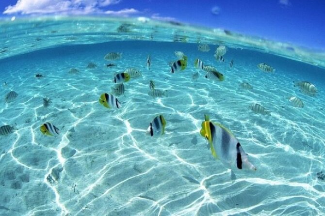 Half day Eco Snorkeling small group Tour in Bora Bora - Coral gardens and the smaller details
