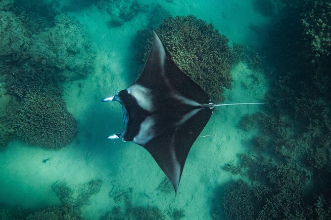 Half day Eco Snorkeling small group Tour in Bora Bora - Starting at 9:00 am with pickup included