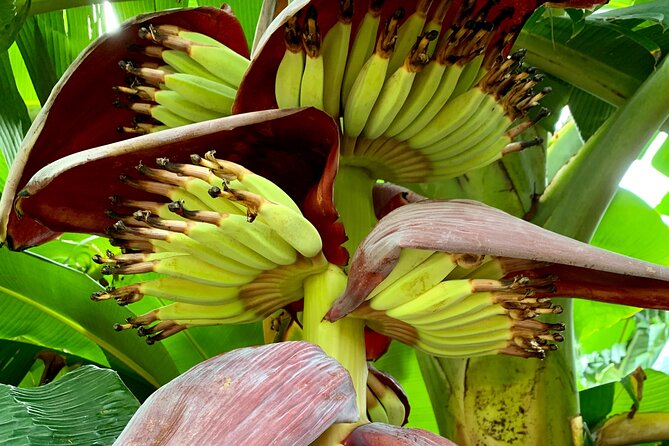Half-Day Guided Hike to Afareaitu Waterfall - Who Will Enjoy This Moorea Hike Most