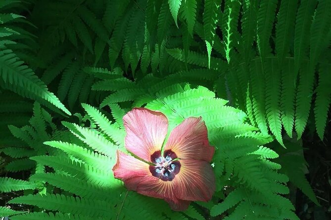 Half-Day Guided Hike to Afareaitu Waterfall - Should You Book the Afareaitu Waterfall Hike?