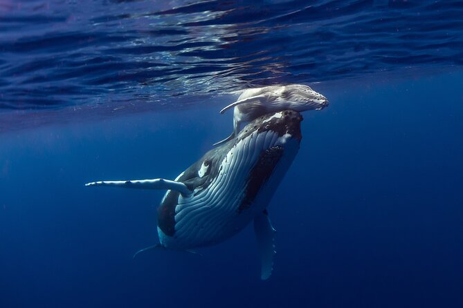 Half-Day Humpback Whales Encounter in Moorea - Meeting Captain Tamatoa at Moorea’s west coast