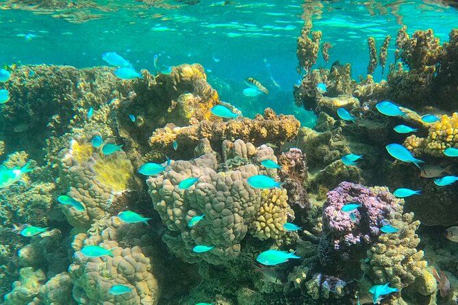 Half day lagoon safari tour in Bora Bora- Shared tour - Coral Gardens and Clear Water