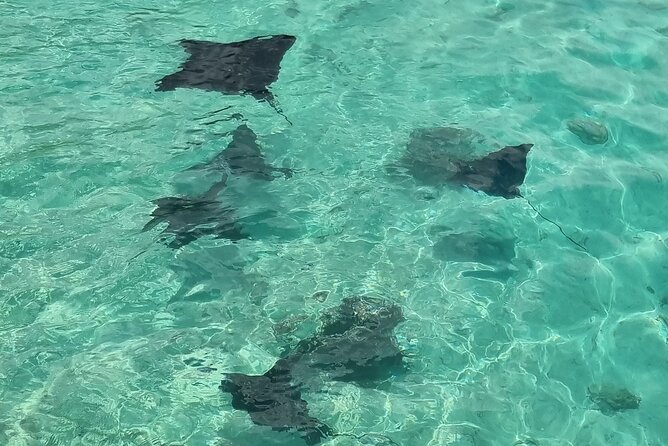Half Day Private Boat Snorkeling Excursion Moorea - Turtles and Stingrays at Tiahura