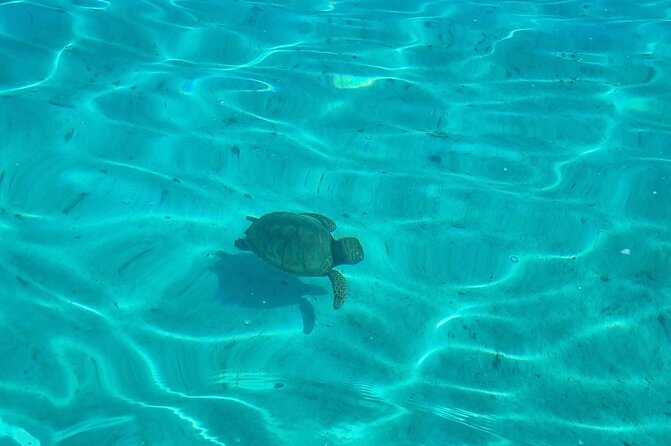 Half Day Private Boat Snorkeling Excursion Moorea - The Submerged Tiki and Coral Garden
