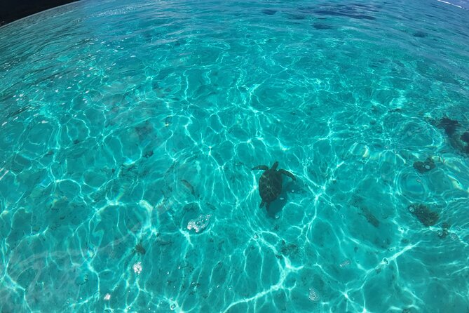 Half Day Private Boat Snorkeling Excursion Moorea - Guides Fred, Tini, and Teva