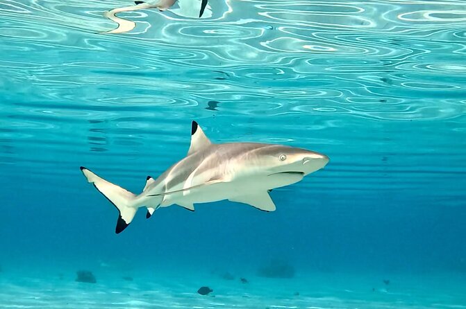 Half Day / Private Lagoon Adventure in Mo'orea - Wildlife sightings can be exceptional, but remain unpredictable