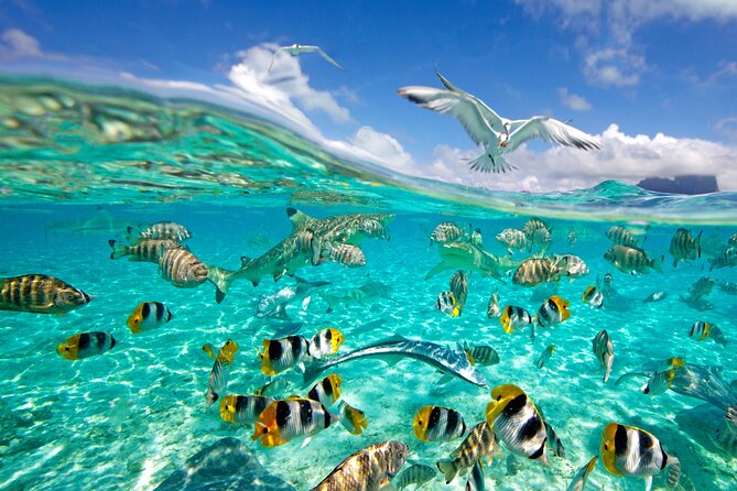 Half Day Private Lagoon Snorkeling Experience - Who will get the most from this outing