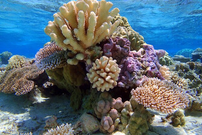 Half Day Private Lagoon Snorkeling Experience - Booking, timing, and cancellation details