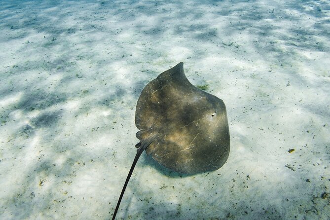 Half-Day Private Luxury Tour from Bora Bora - Why this private lagoon trip feels different