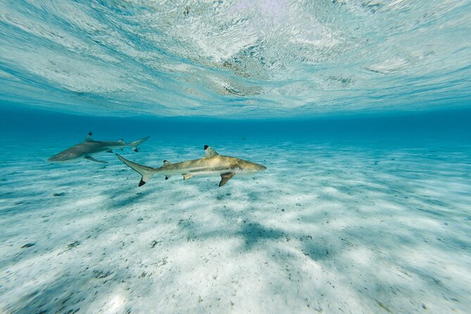 Half-Day Private Luxury Tour from Bora Bora - Stop two: a coral garden full of fish