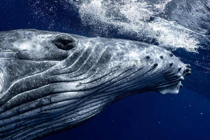 Half Day Private Whale Watching in Moorea - Key points to know before booking