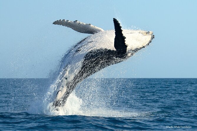 Half Day Private Whale Watching in Moorea - The crew and the personal touch