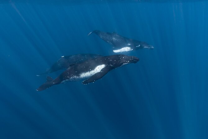 Half Day Private Whale Watching in Moorea - What the private format changes