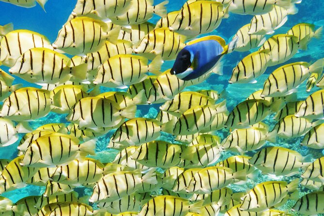 Half-Day Small-Group Cruise in Bora Bora with Snorkelling - Bora Bora from the boat