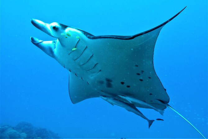 Half-Day Small-Group Cruise in Bora Bora with Snorkelling - Snacks, fruit, and the end of the trip