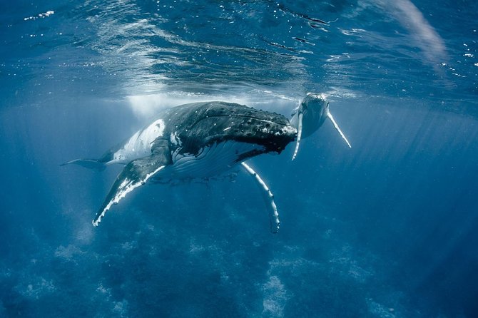 Half-Day Small-Group Cruise in Bora Bora with Snorkelling - What $142.50 buys you