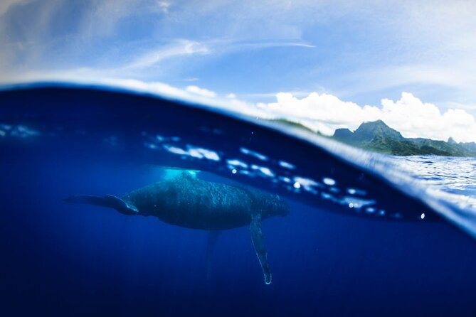 Half Day Small Group Whale Watching - Why the crew matters more than onboard extras