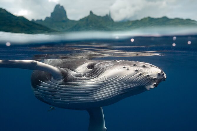 Half Day Small Group Whale Watching - Setting out for Moorea’s humpback whales