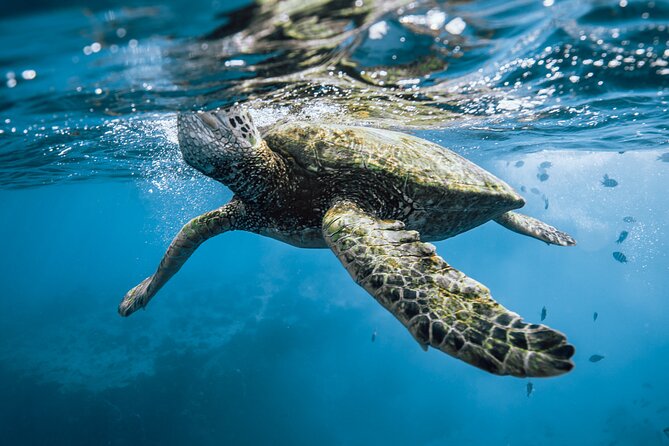 Half Day Snorkeling in Moorea - Coral gardens, turtles, and colorful reef fish