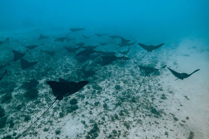 Half Day Snorkeling in Moorea - Guides, safety, and the human side of the trip