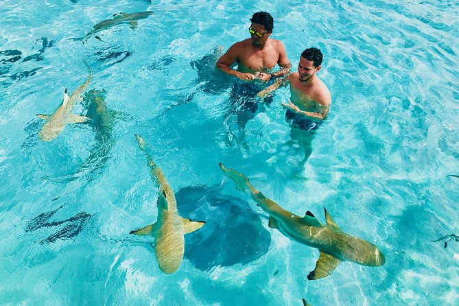 Half Day Snorkeling in Moorea - The shallow sandbar with blacktip sharks and stingrays