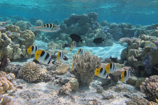 Half day Snorkeling Shared Boat Tour in Bora Bora - Why this morning on the lagoon is worth your time
