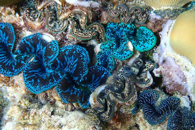 Half day Snorkeling Shared Boat Tour in Bora Bora - Stop three: the coral garden