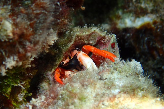 Half day Snorkeling Shared Boat Tour in Bora Bora - Ethical wildlife viewing without the feeding spectacle