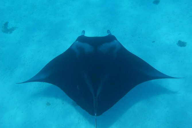 Half day Snorkeling Shared Boat Tour in Bora Bora - A small boat changes the whole experience