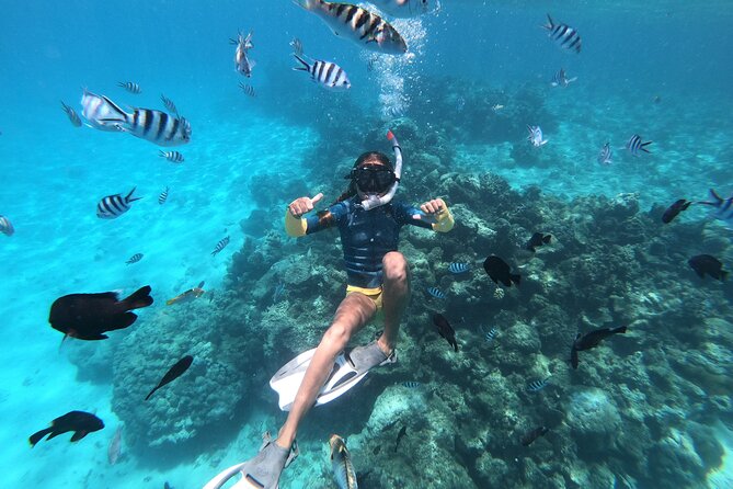 Half-Day Snorkeling Tour in Tahiti - The Aquarium: wrecks, fish, and an unusual underwater setting