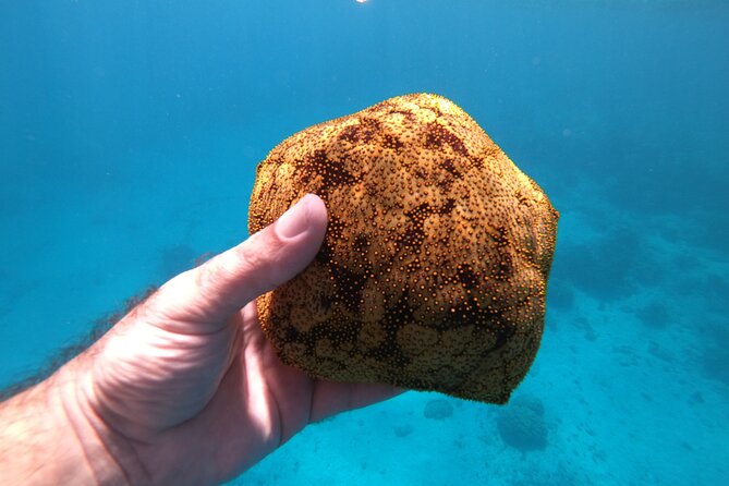 Half-Day Snorkeling Tour in Tahiti - More than two snorkel sessions, but no fixed route