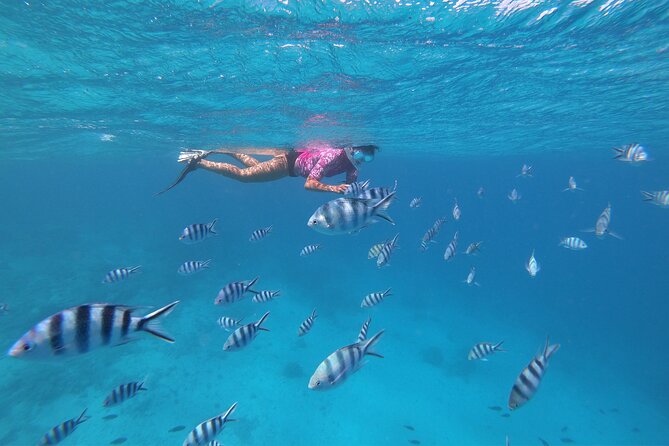 Half-Day Snorkeling Tour in Tahiti - What the $170.78 price really buys