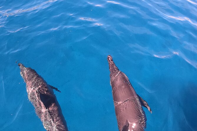 Half-Day Snorkeling Tour in Tahiti - Who will enjoy this Tahiti boat tour